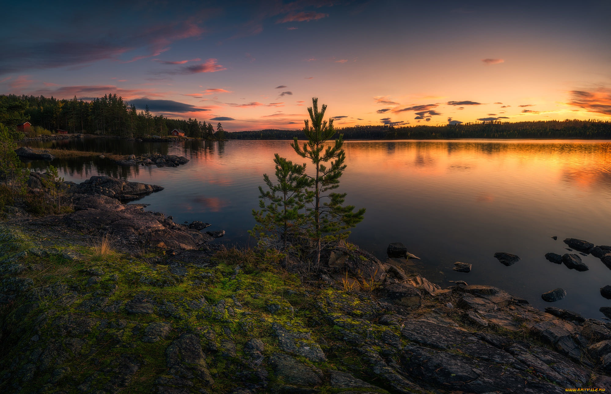 , , , two, trees, ringerike, norway, 